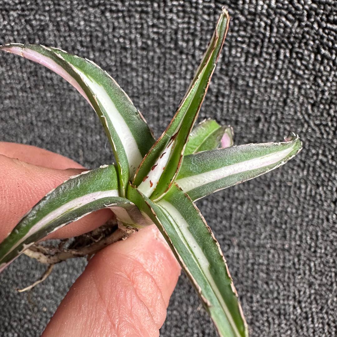 苦*虫様 2009アガベ チタノタ 丸叶氷山錦 白中斑 極上中小株 5株セット