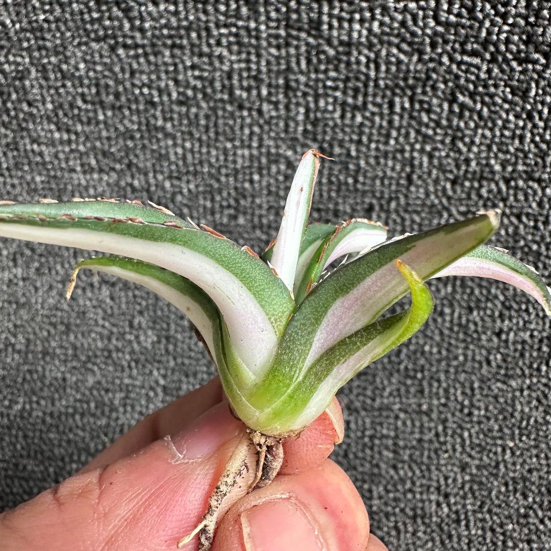 苦*虫様 2009アガベ チタノタ 丸叶氷山錦 白中斑 極上中小株 5株セット