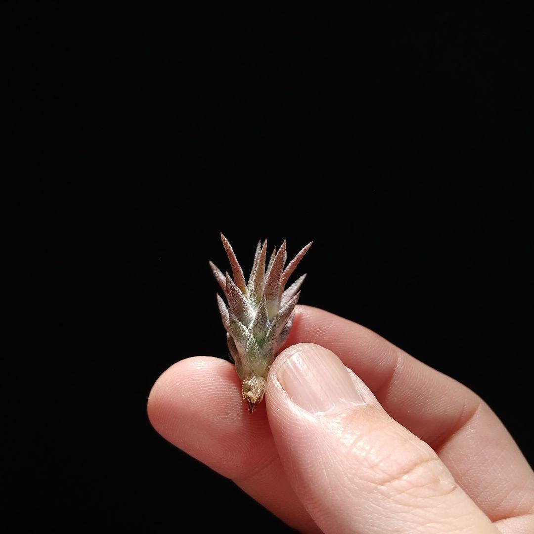 う*ー様 Tillandsia van-hyningii Minor ➁