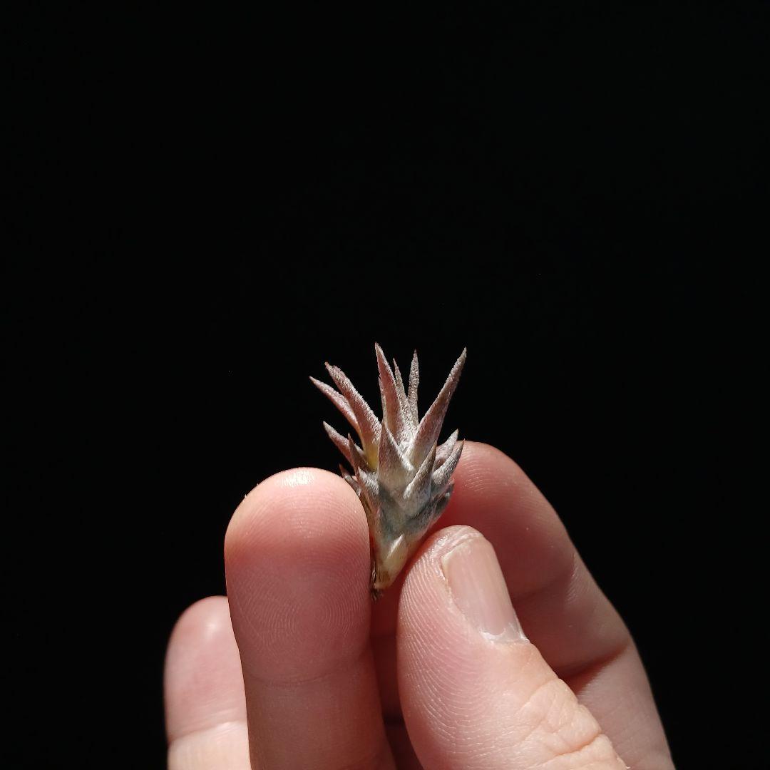 う*ー様 Tillandsia van-hyningii Minor ➁