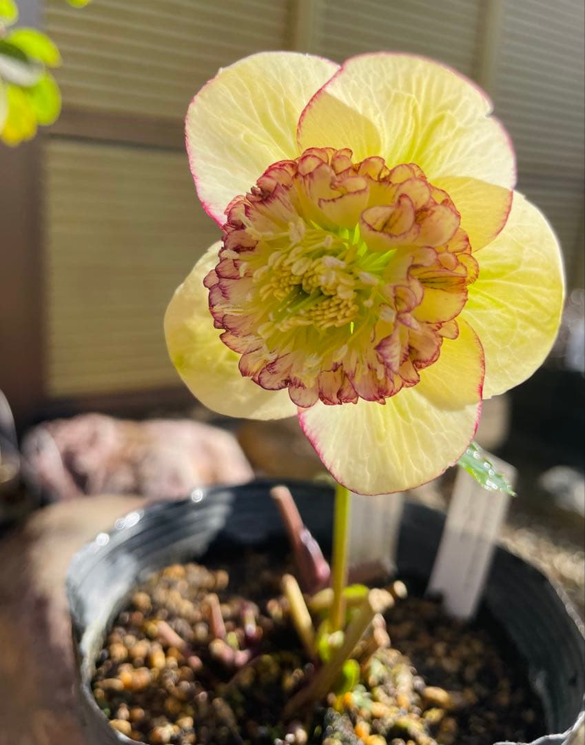 ⭐︎写真更新⭐︎クリスマスローズ苗　モーリー　加藤農園