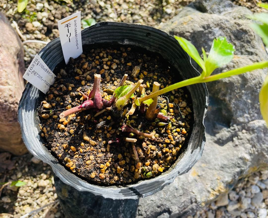 ⭐︎写真更新⭐︎クリスマスローズ苗　モーリー　加藤農園