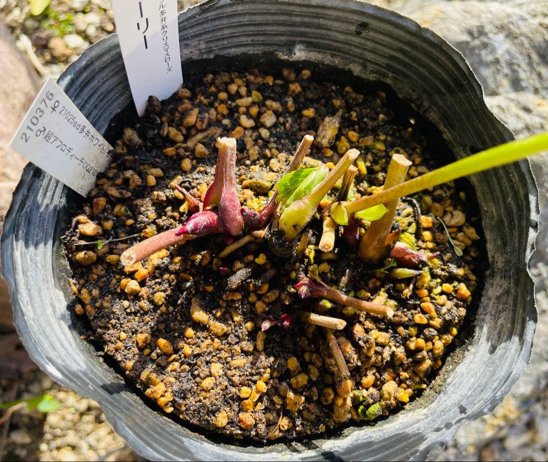 ⭐︎写真更新⭐︎クリスマスローズ苗　モーリー　加藤農園