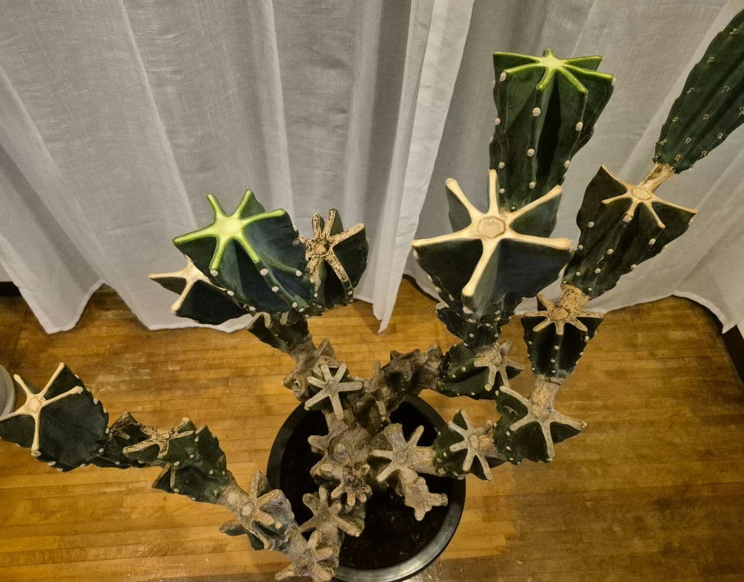 柱サボテン ブランチ 古木仕立て ハシラサボテン　鬼面角　キメンカク　10号鉢