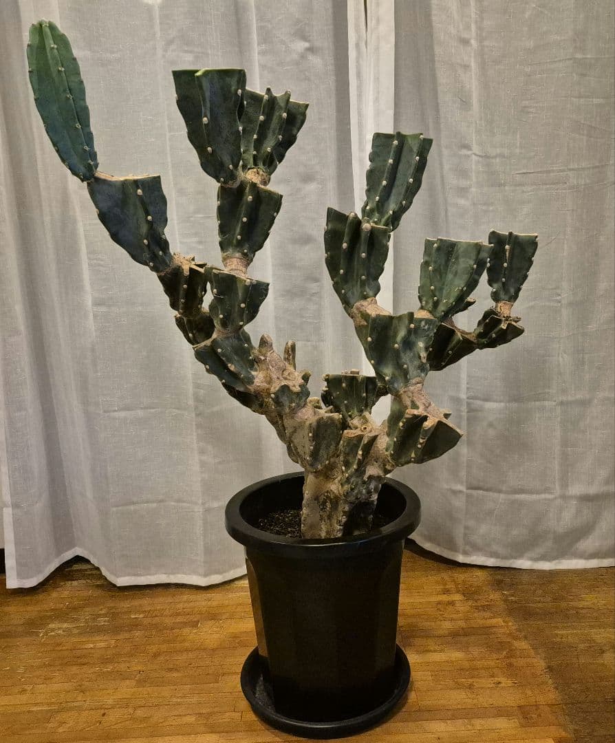 柱サボテン ブランチ 古木仕立て ハシラサボテン　鬼面角　キメンカク　10号鉢