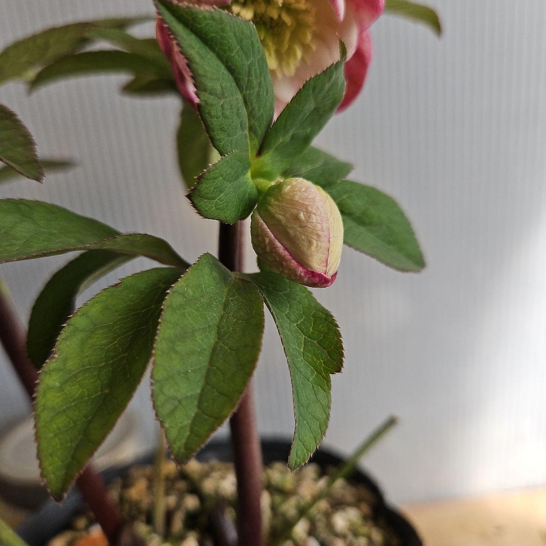 ㉖-391クリスマスローズ