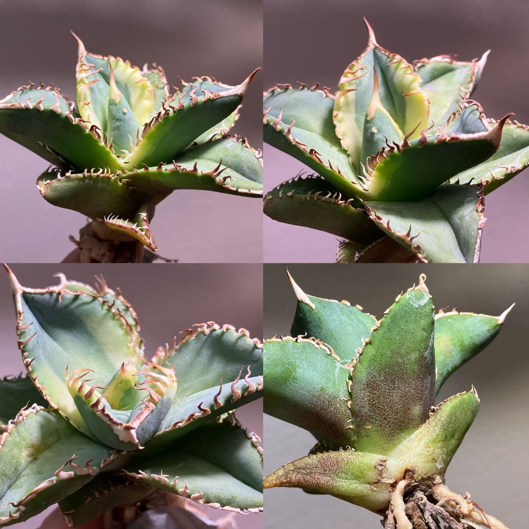 赤*バ様 【初売りオークション】107 根付き　美株　アガベ　白豪刺錦　TC 覆