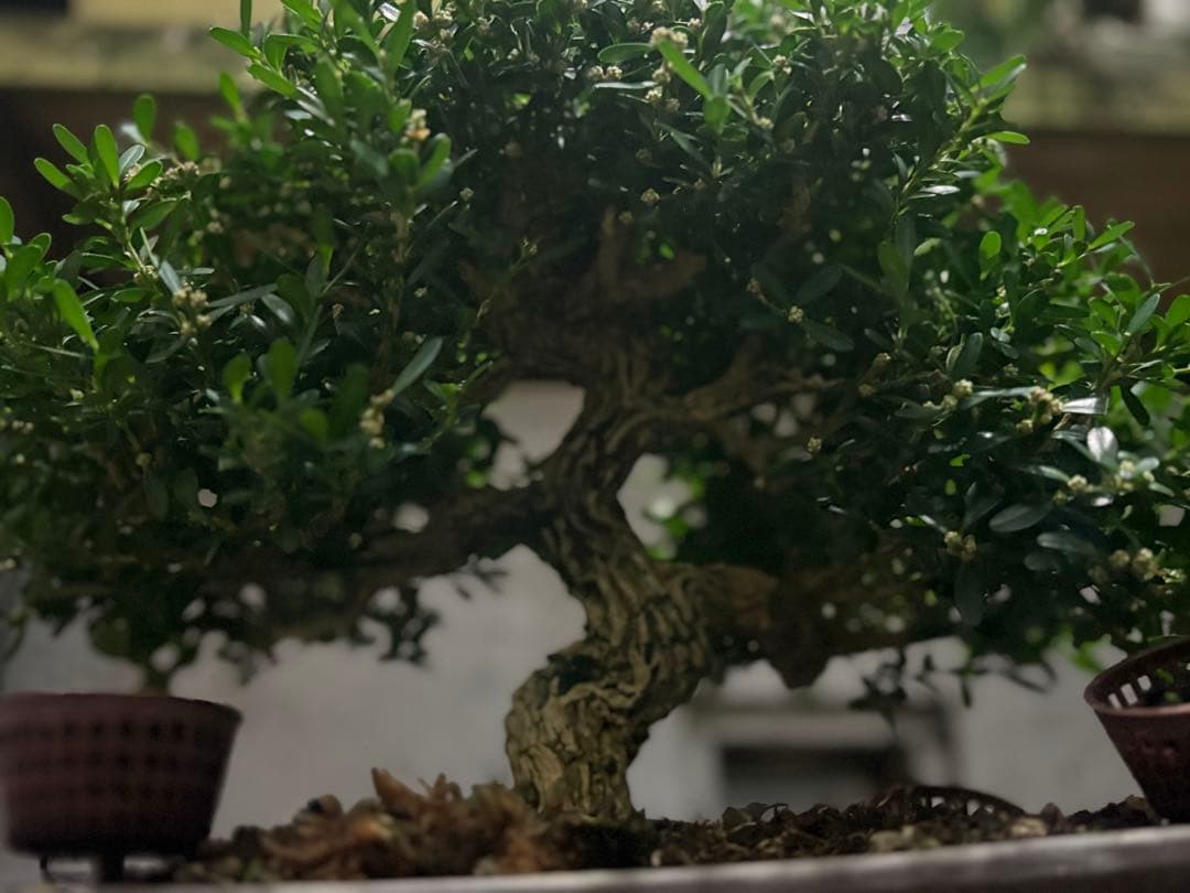 台湾ツゲ　タイワンツゲ　盆栽