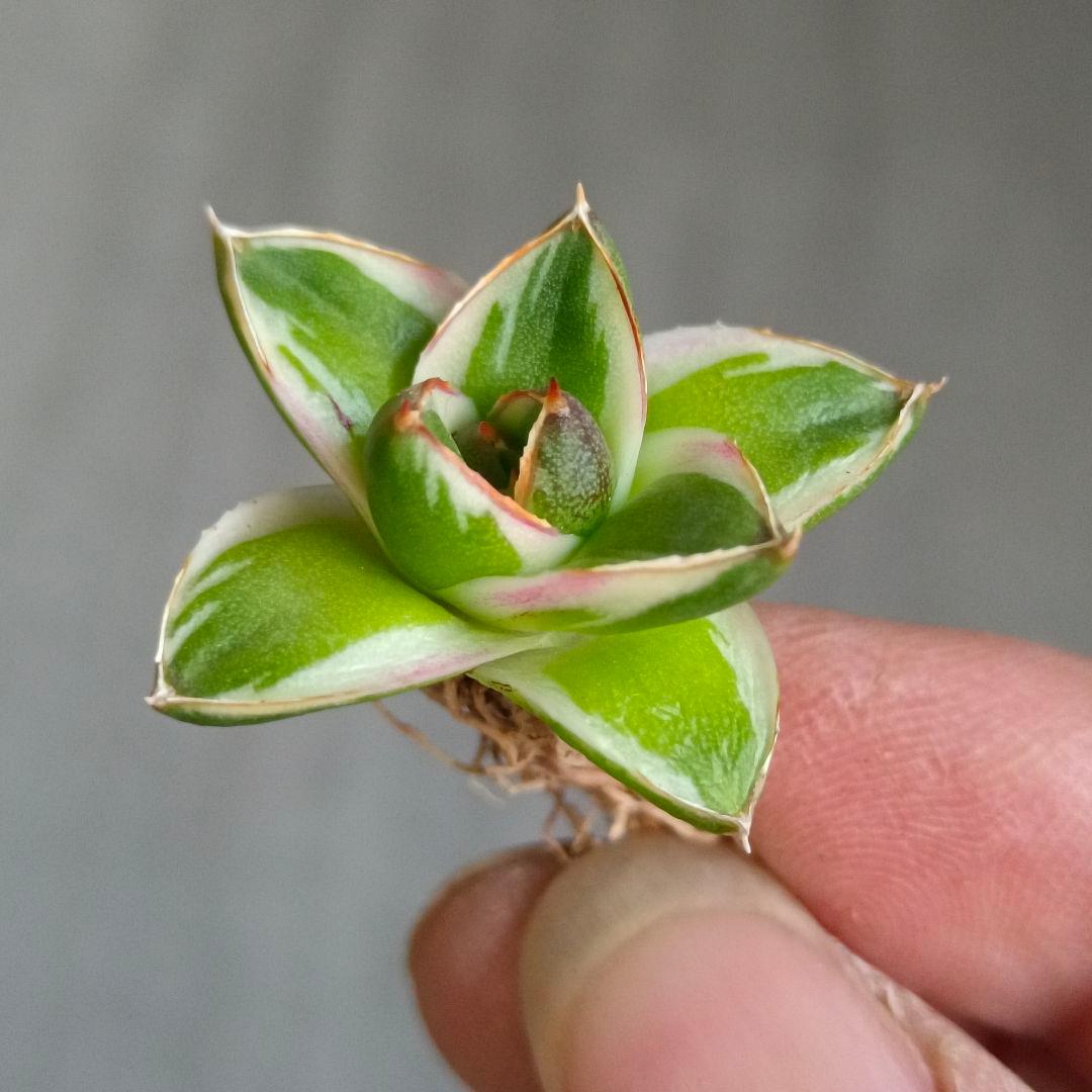 A271 多肉植物 アガベ ピンキー 王妃笹の雪A型 白覆輪斑 精選極上美