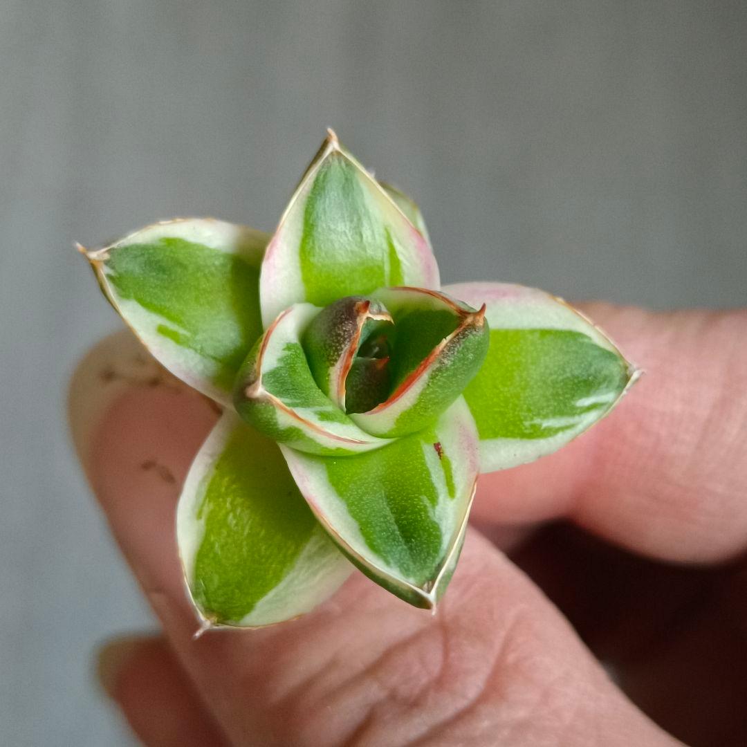 A271 多肉植物 アガベ ピンキー 王妃笹の雪A型 白覆輪斑 精選極上美