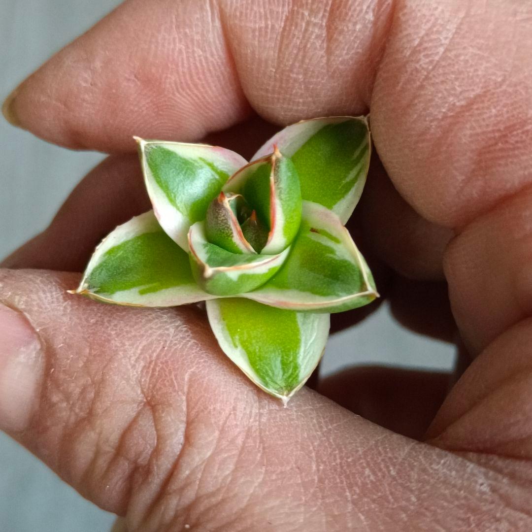 A271 多肉植物 アガベ ピンキー 王妃笹の雪A型 白覆輪斑 精選極上美