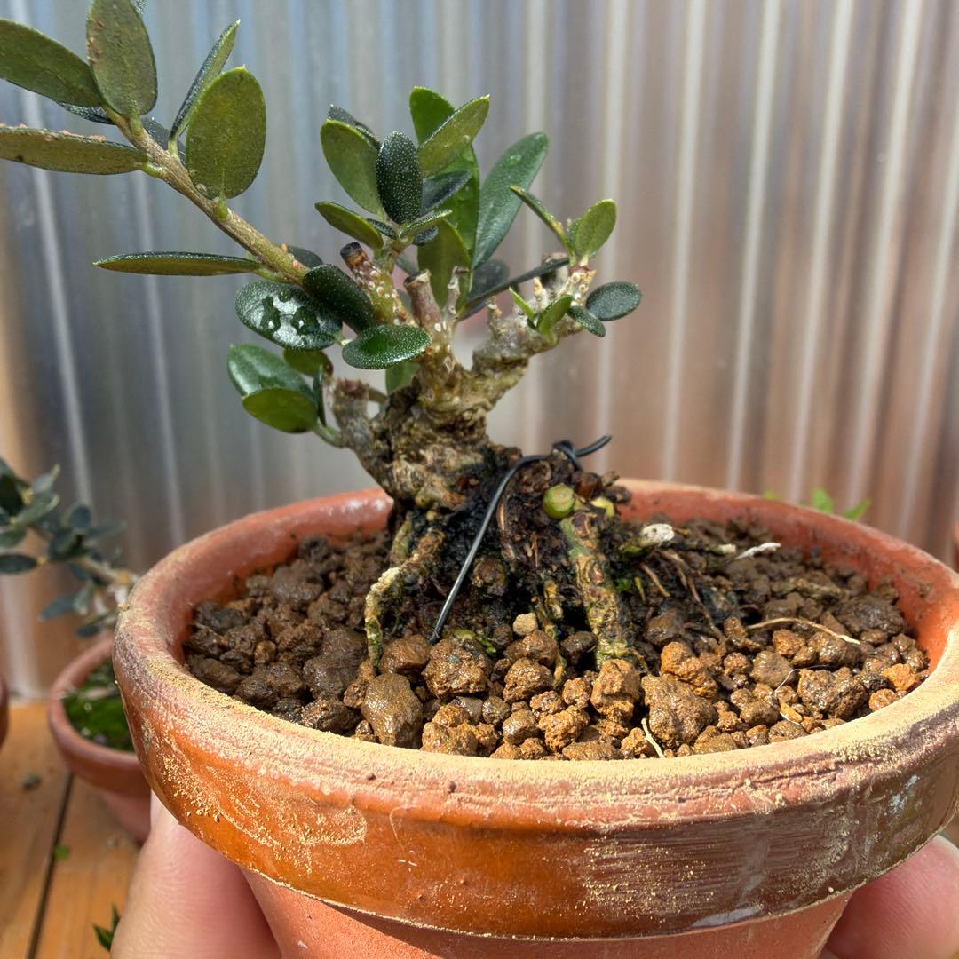 姫オリーブ小品盆栽