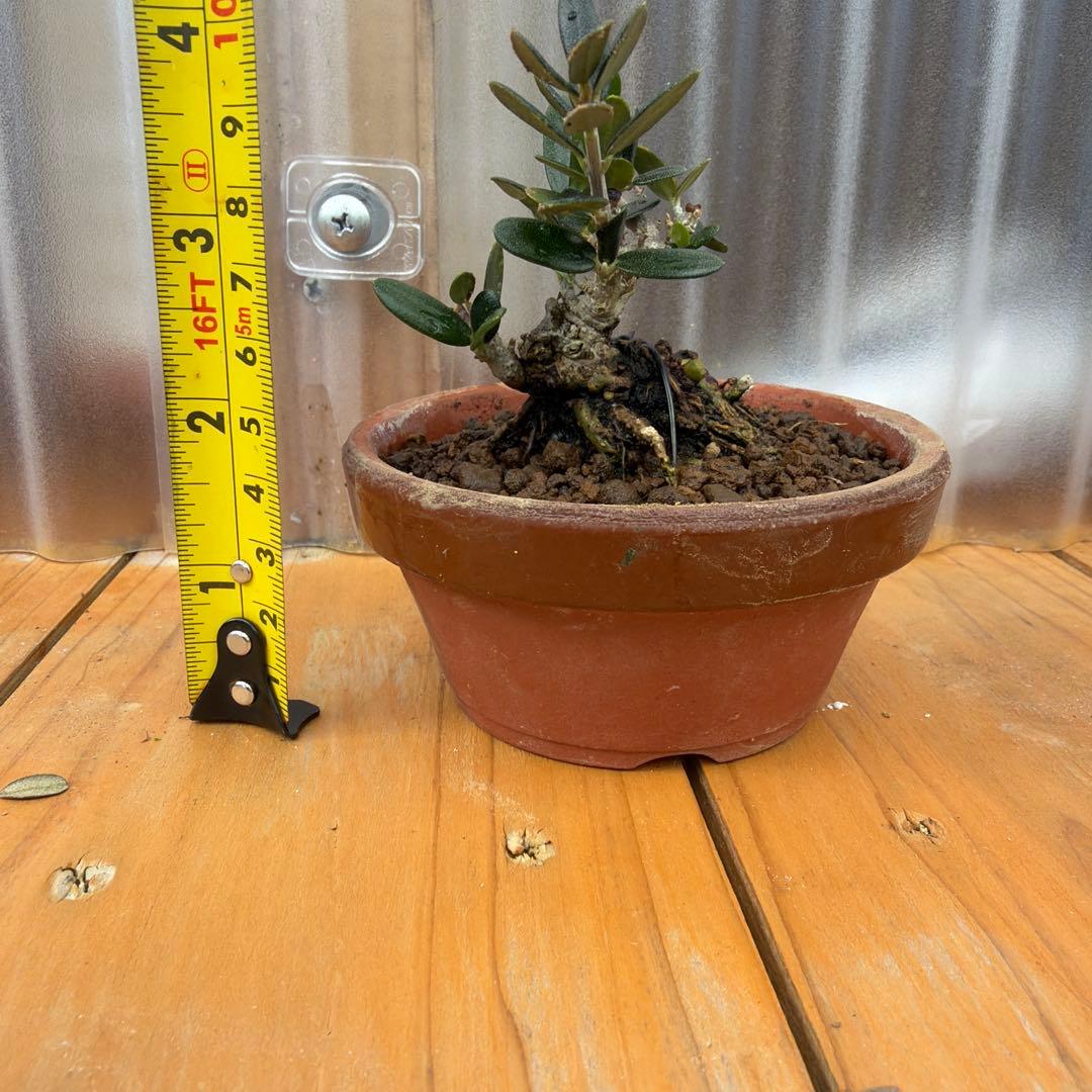姫オリーブ小品盆栽