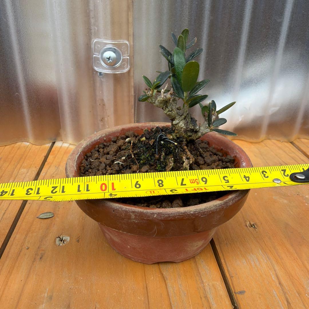 姫オリーブ小品盆栽