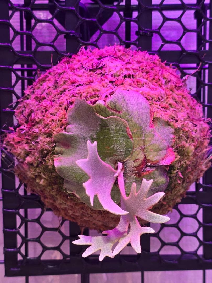 motimoti様　P. willinckii 'nano' pup 所有株OC