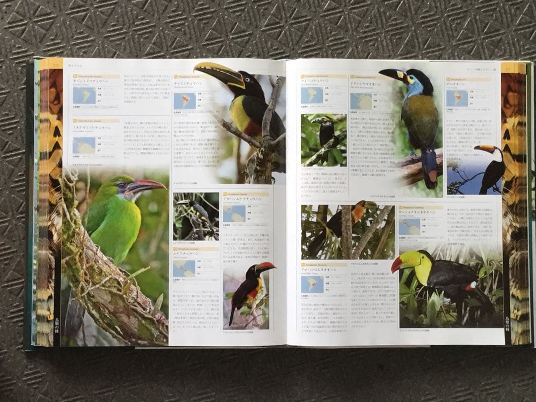 土日値下⭕️ 世界鳥類大図鑑　ネコ・パブリッシング 2009年刊　大判　堅牢造本