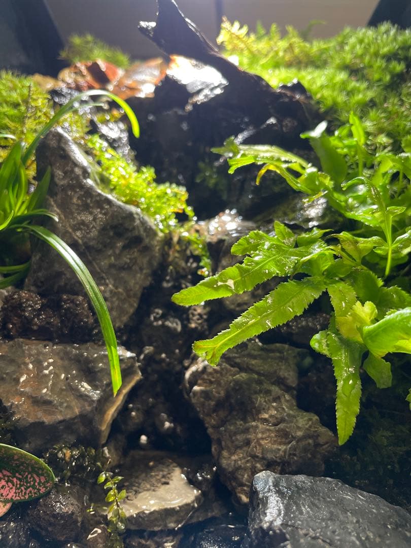 【完成品】2段の滝があるアクアテラリウム