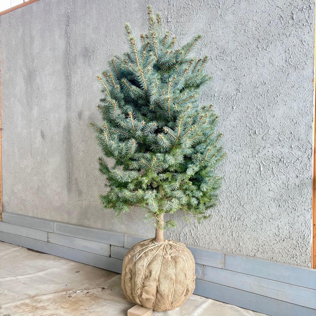 ブンゲンストウヒ　スーパーブルー　特大苗木最高等級極上品‼️　希少品種