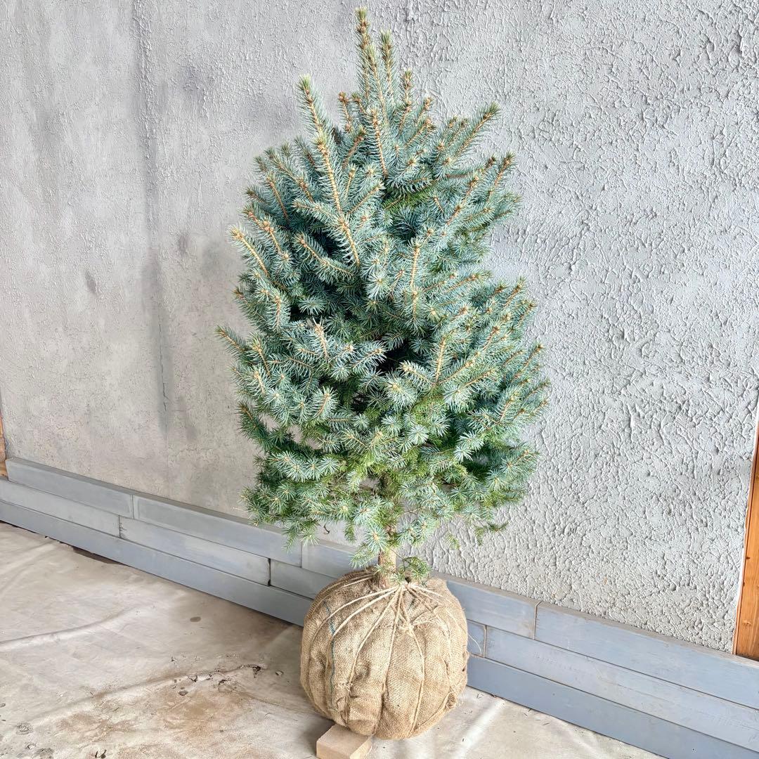 ブンゲンストウヒ　スーパーブルー　特大苗木最高等級極上品‼️　希少品種