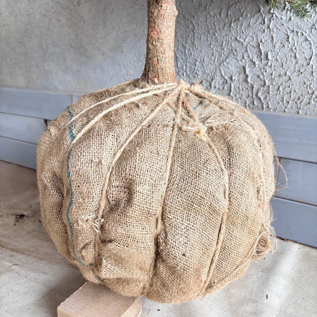 ブンゲンストウヒ　スーパーブルー　特大苗木最高等級極上品‼️　希少品種