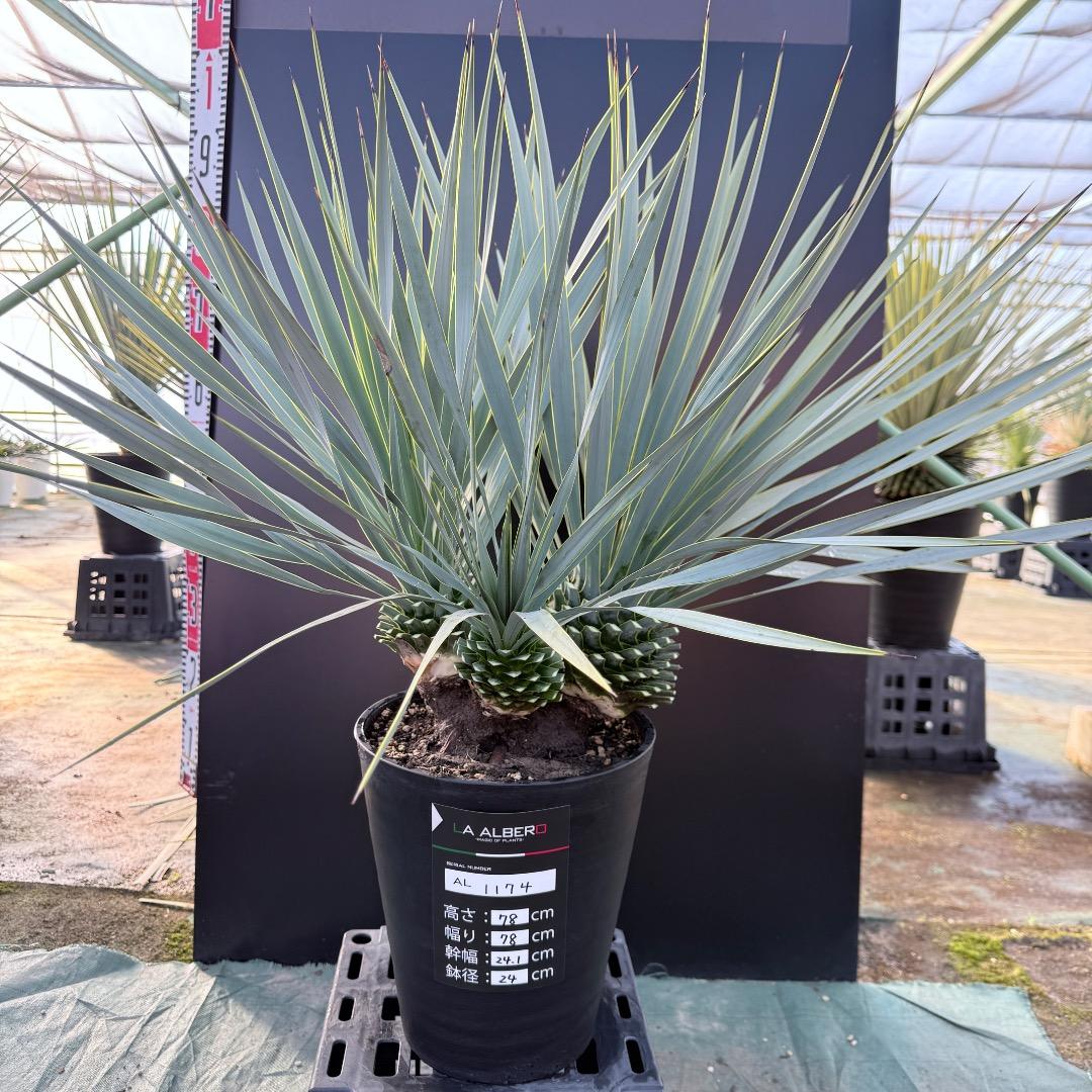 【AL1174】ユッカ　ロストラータ　トリプルヘッド