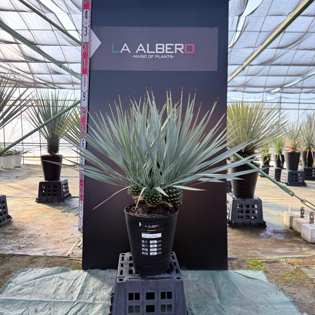 【AL1174】ユッカ　ロストラータ　トリプルヘッド