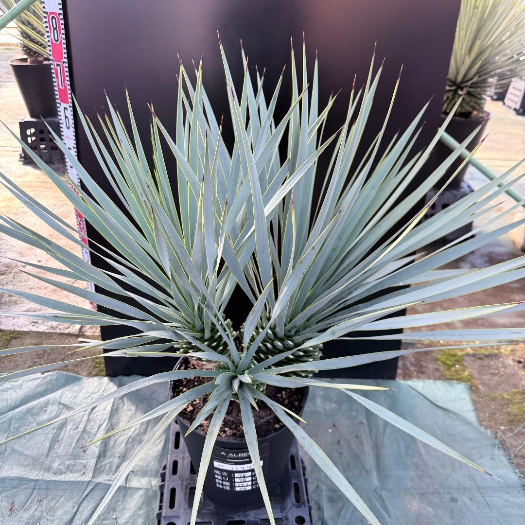 【AL1174】ユッカ　ロストラータ　トリプルヘッド