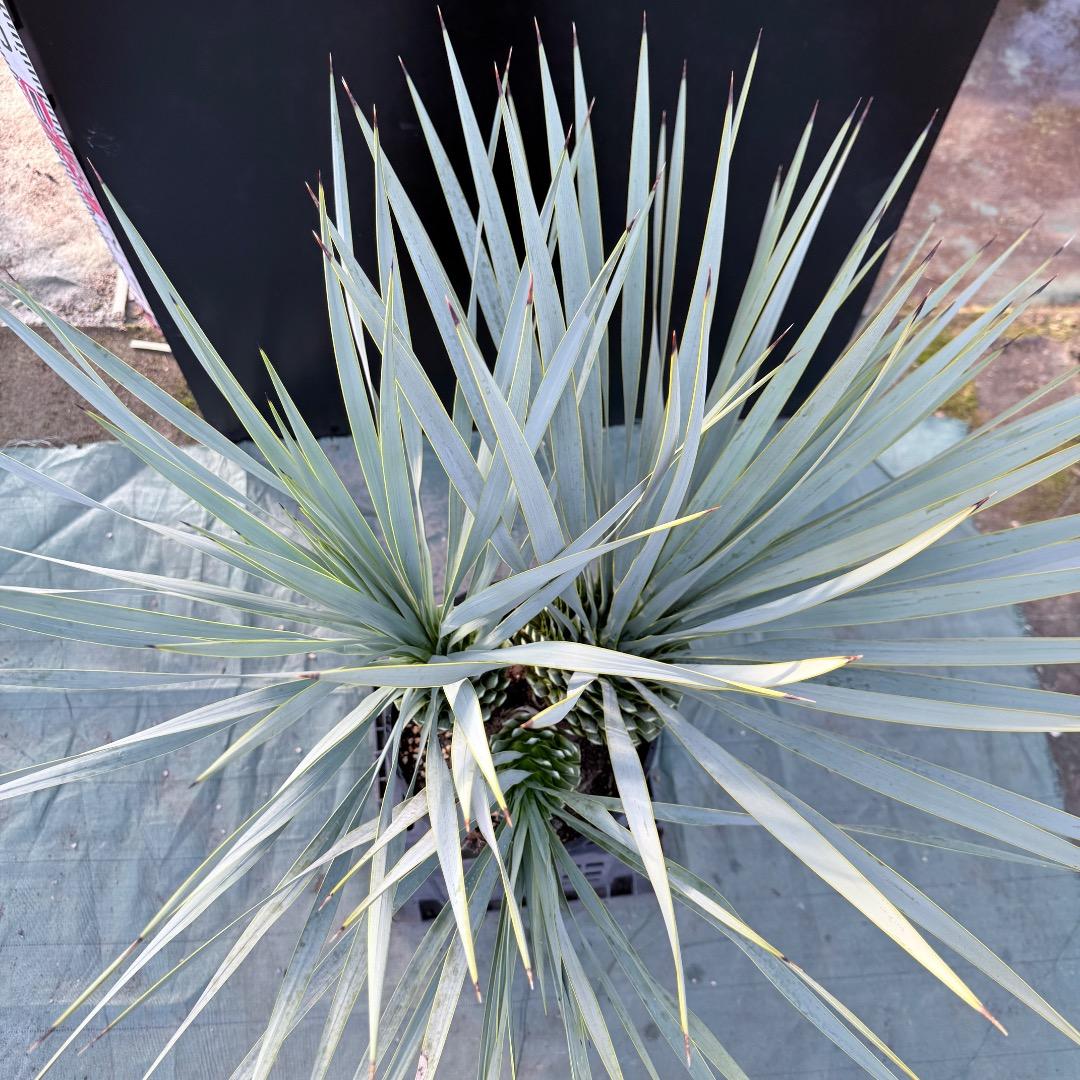 【AL1174】ユッカ　ロストラータ　トリプルヘッド