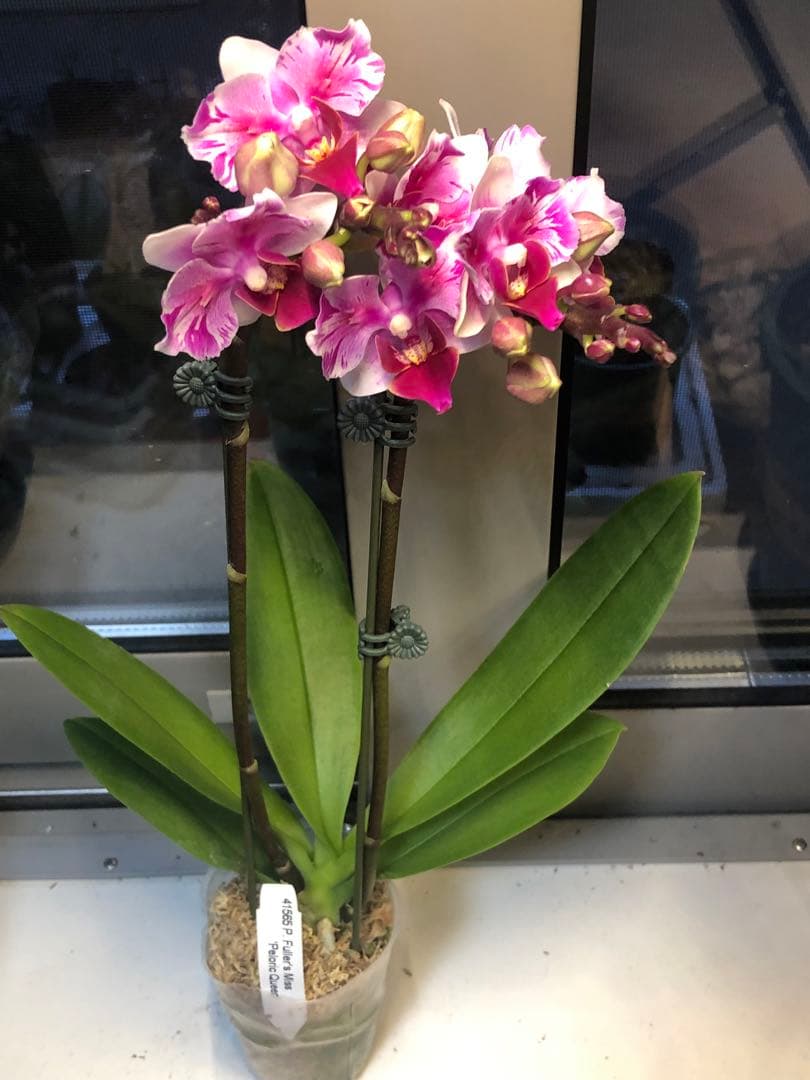 希少蘭　胡蝶蘭レア　P. Fuller’s Miss Pelotic Queen