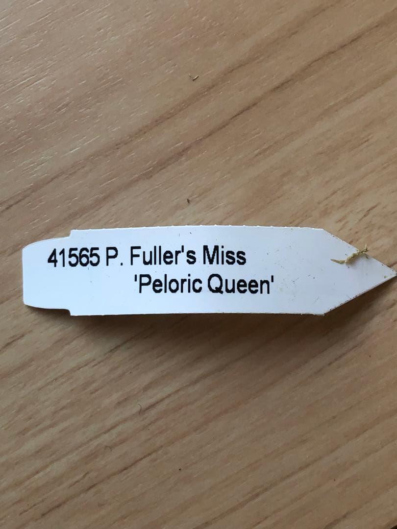 希少蘭　胡蝶蘭レア　P. Fuller’s Miss Pelotic Queen