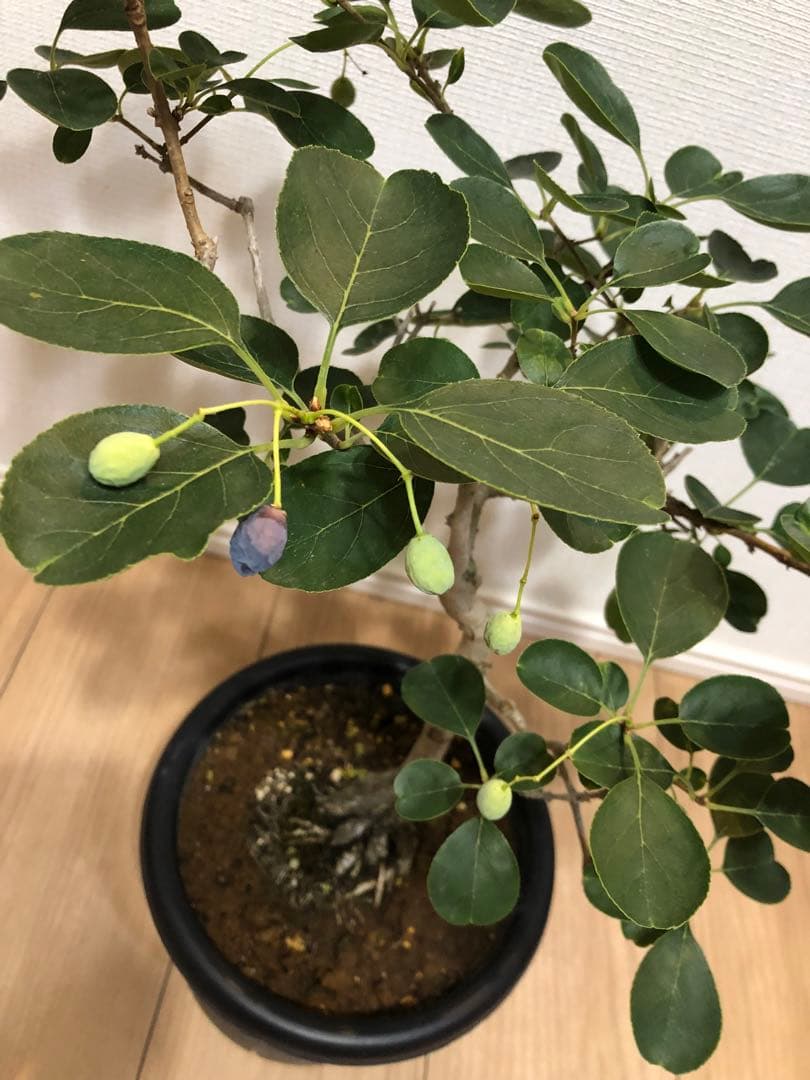 ナンジモンジャ ヒトツバタコ 盆栽