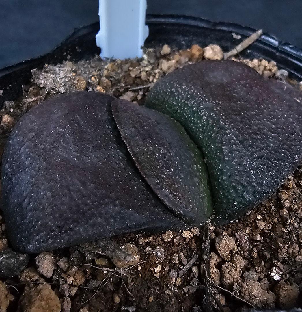 メルカリ便発送&ロウルサンコさんラベル付き☆多肉植物 ガステリア 臥牛 王頭