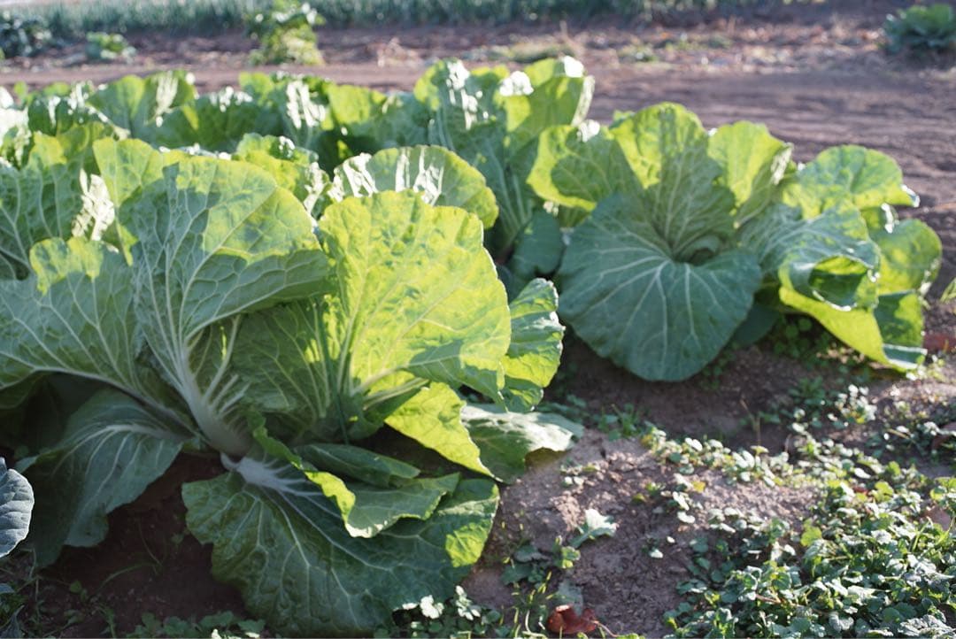 レンズ(単焦点) OLYMPUS G.Zuiko Auto W 35mm f/2.8