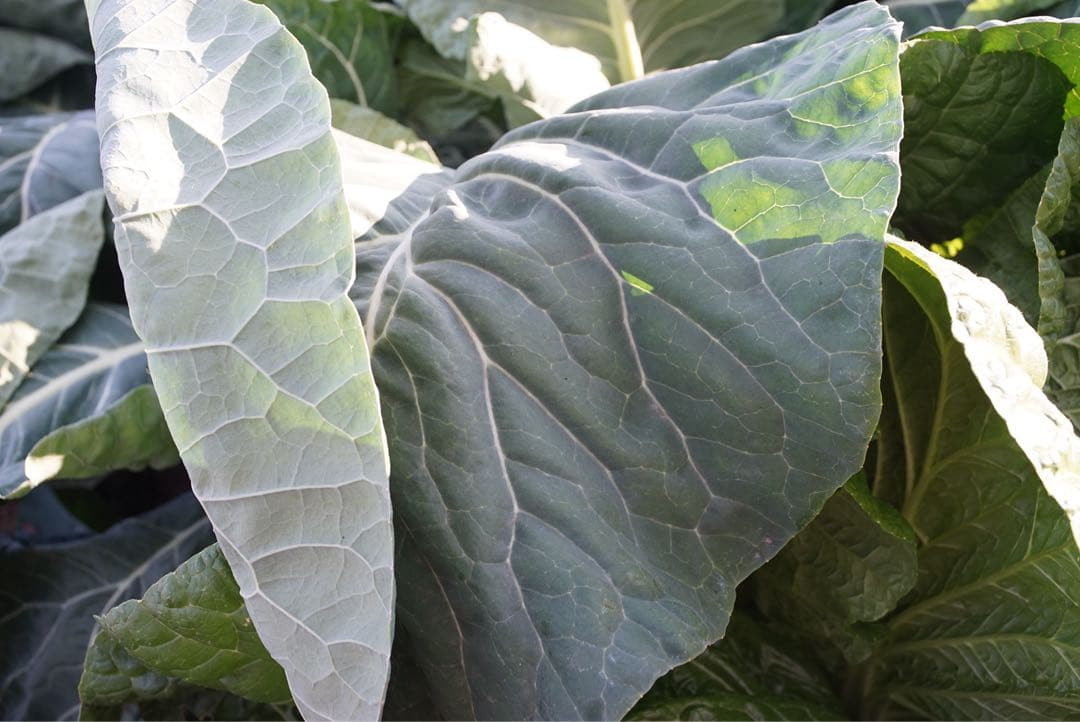 レンズ(単焦点) OLYMPUS G.Zuiko Auto W 35mm f/2.8