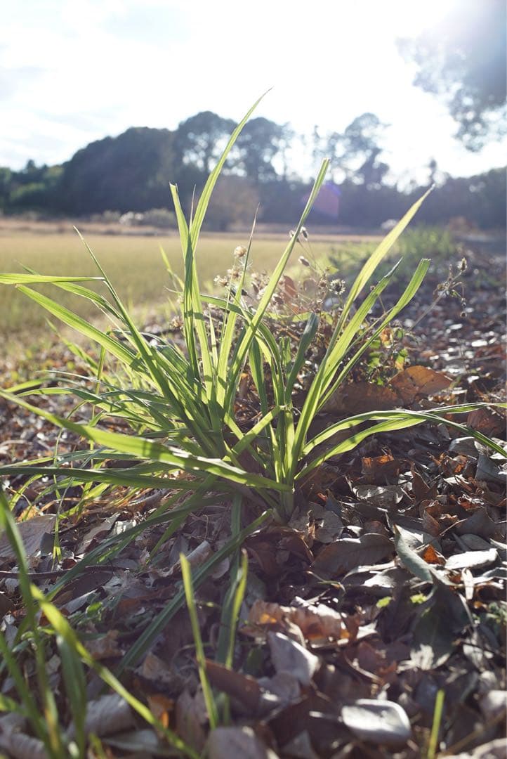 レンズ(単焦点) OLYMPUS G.Zuiko Auto W 35mm f/2.8