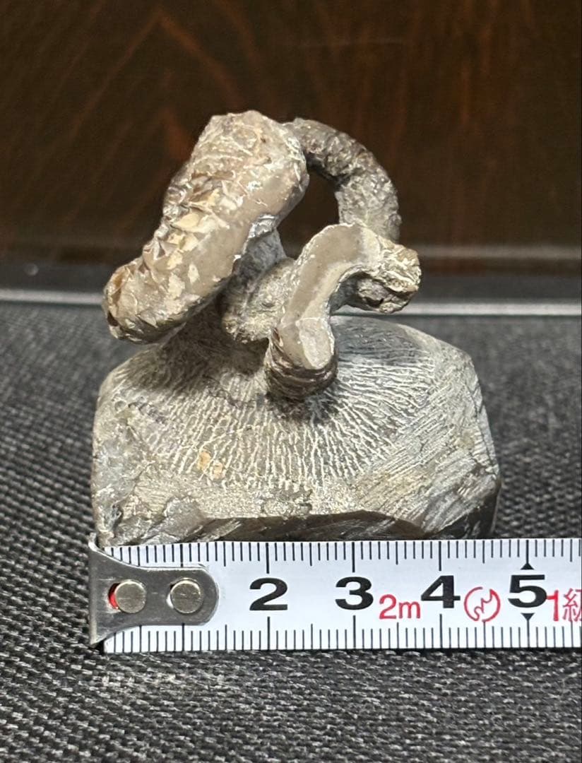 ニッポニテス　ミラビリス　芦別上流産　化石　アンモナイト　超希少　良品