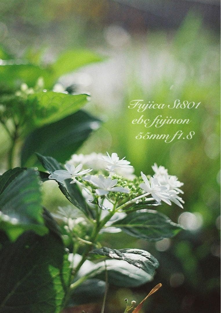 ★完動品＊美品★fujica st801／fujinon f1.8★初期保証