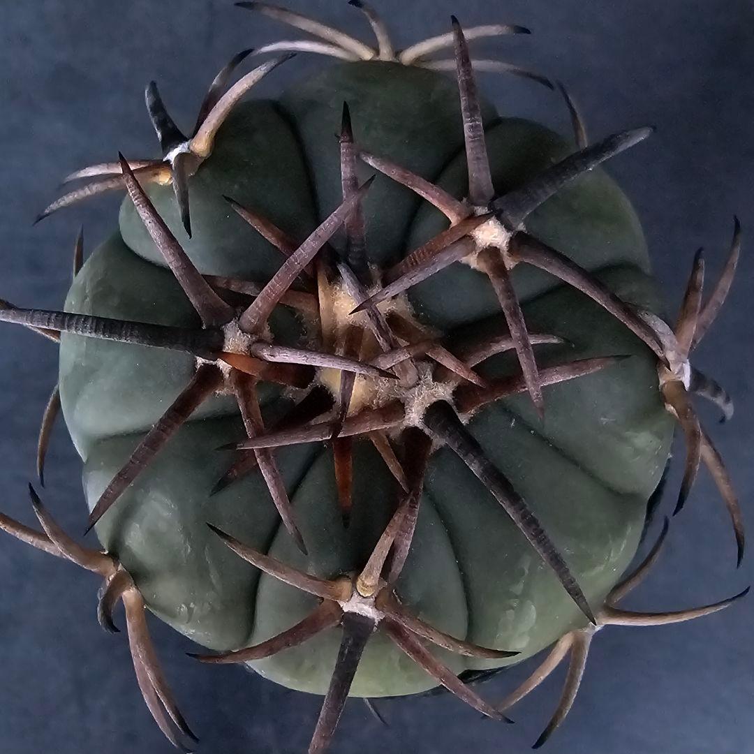 メルカリ便発送☆サボテン エキノカクタス属 雷帝×花王丸(実生苗です)