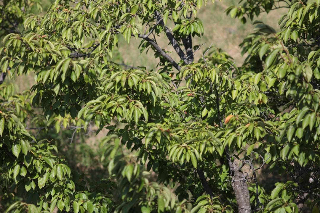 レンズ(単焦点) smc Pentax 67 200mm F4 #7597
