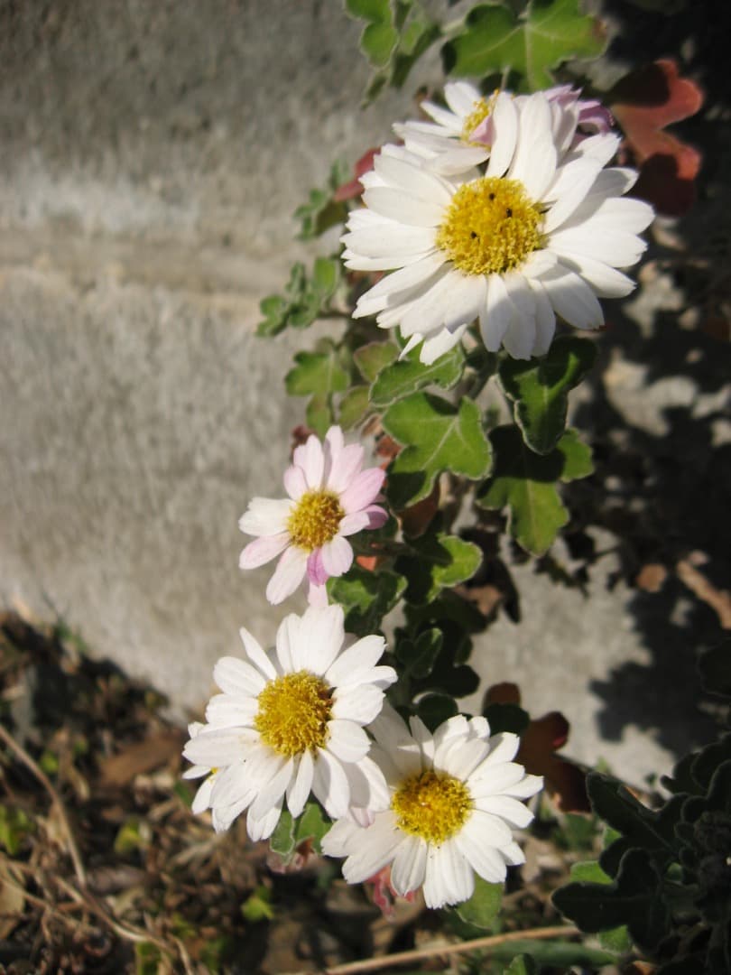 追加有⭕️【動作確認済】Canon IXY DIGITAL 800IS