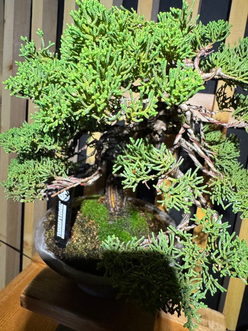 盆栽 (真柏)