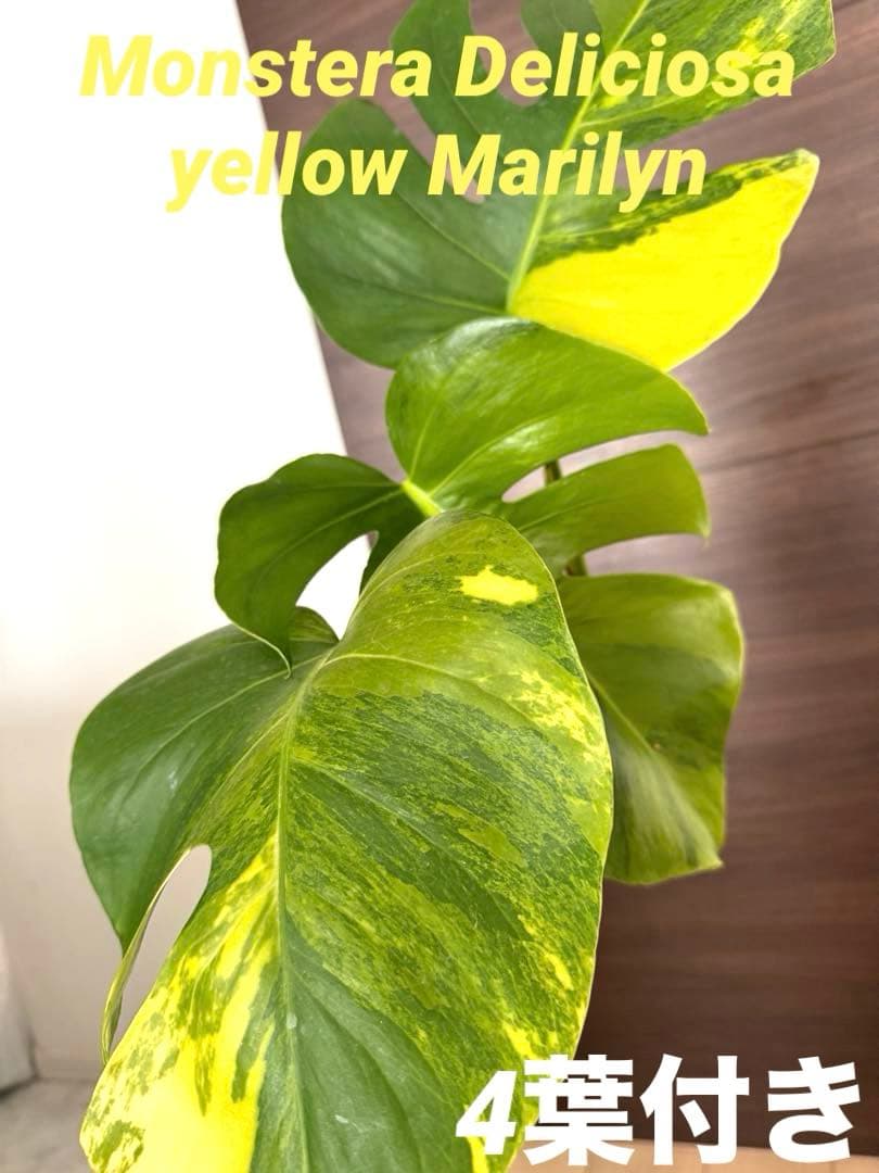 【超希少】モンステラ デリシオーサ イエローマリリン 4葉付き大株　発根済み