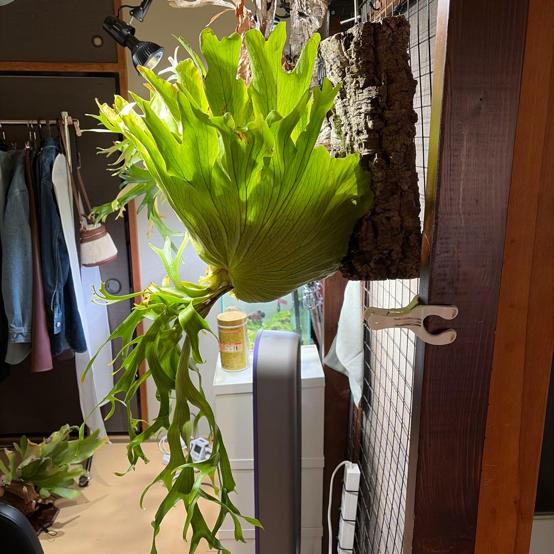 ビカクシダ P.Coronarium Philippines dwarf