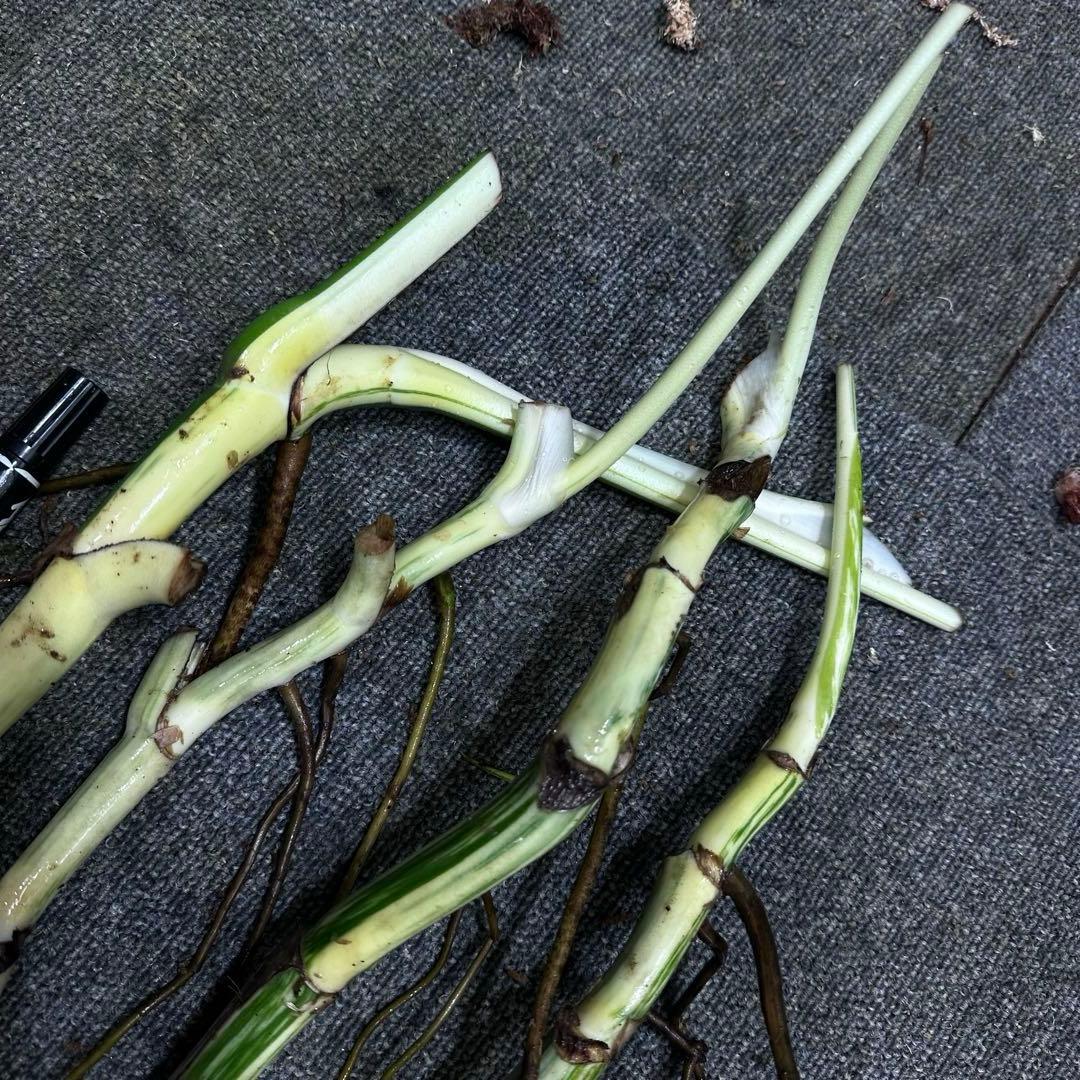 D*e様 斑入りモンステラホワイトタイガー大茎4株おまとめ