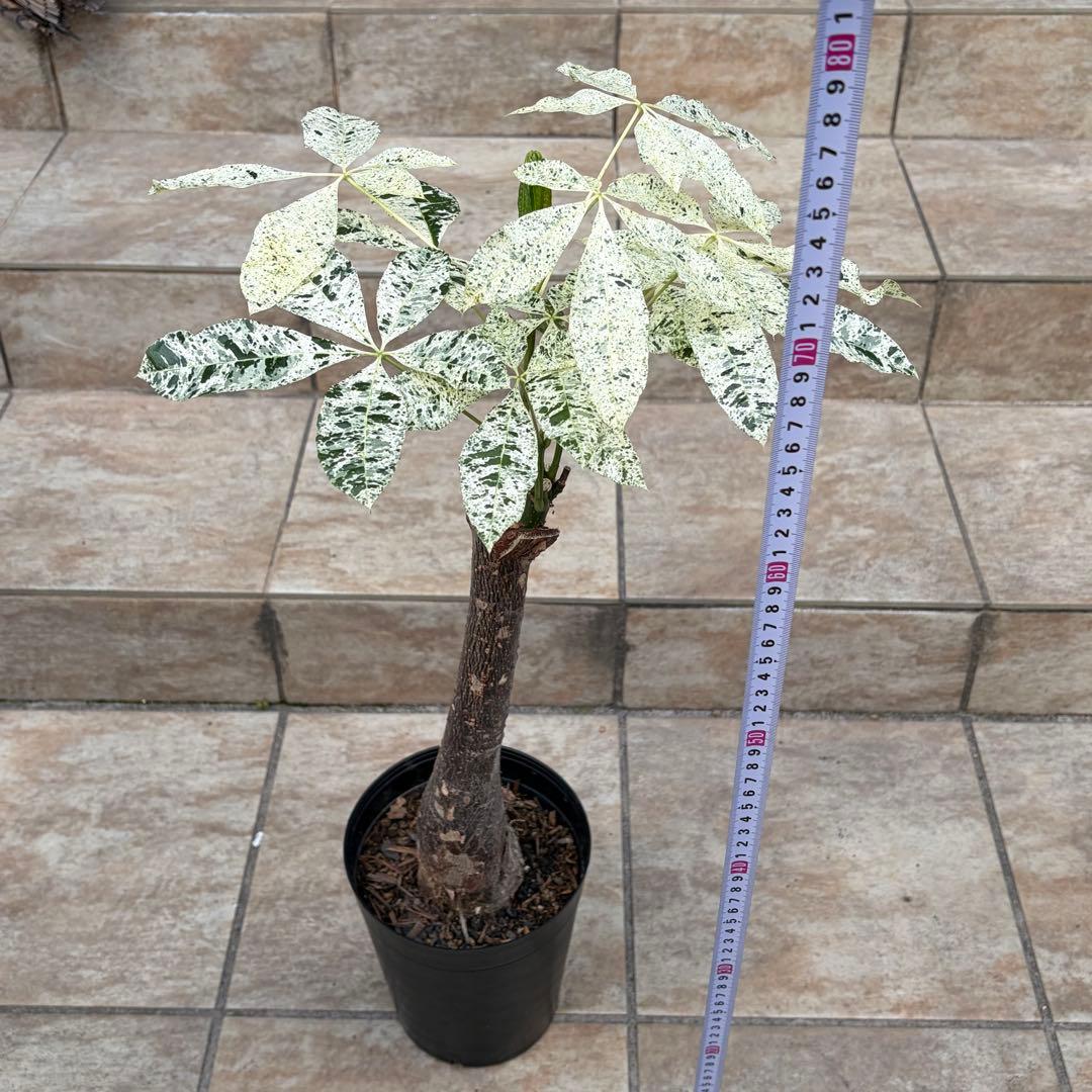 【大特価】パキラ　ミルキーウェイ　約5号鉢　No.004　鉢、送料込　メルカリ便