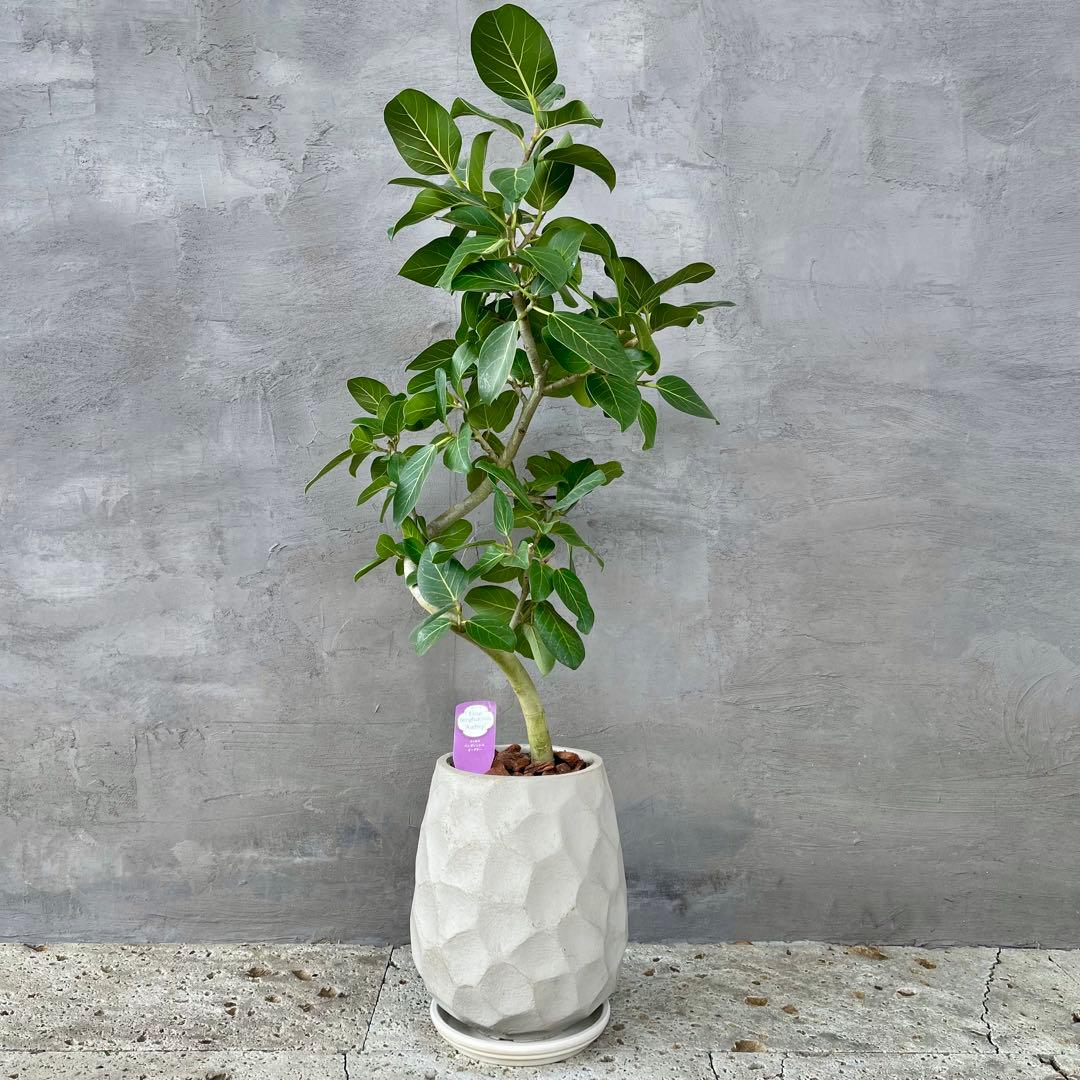 最高級樹形　大型　フィカス　ベンガレンシス　オードリー　陶器鉢　植え込み発送