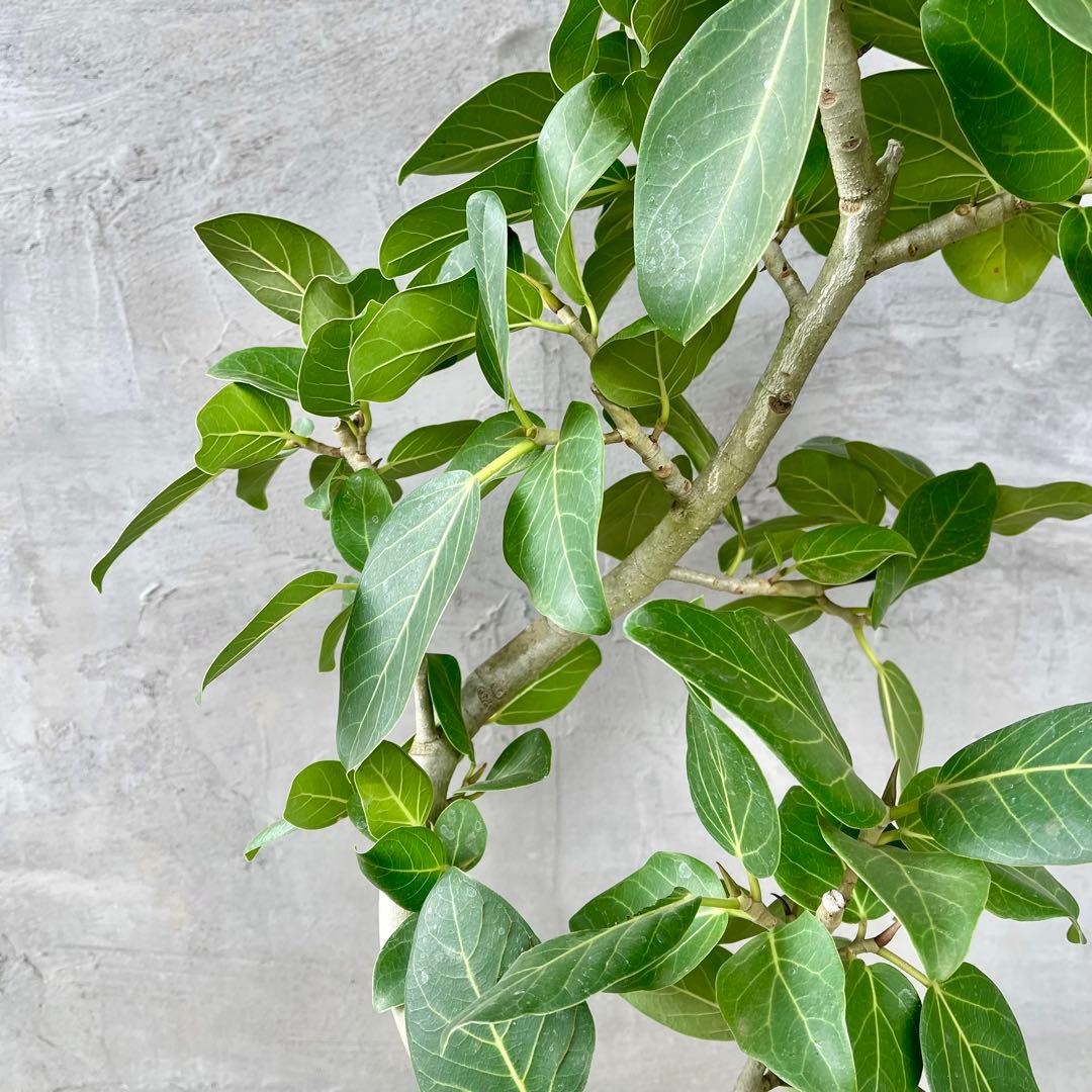 最高級樹形　大型　フィカス　ベンガレンシス　オードリー　陶器鉢　植え込み発送