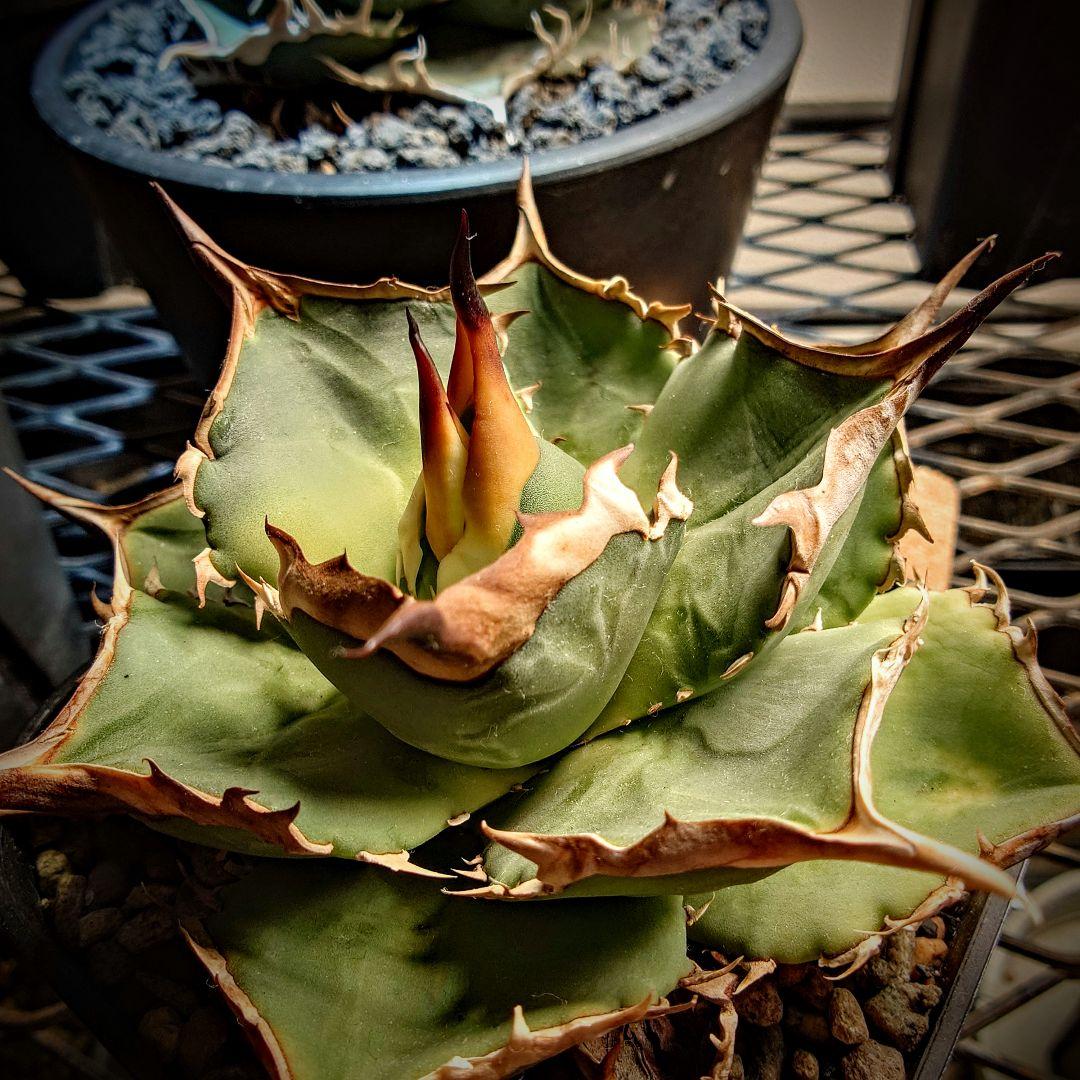 アガベ　オテロイ実生株