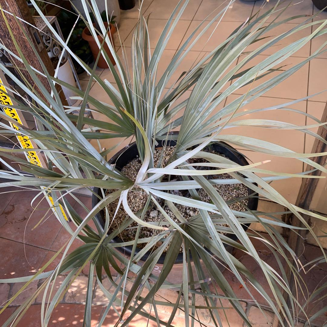 専用　ナンノロプス　リチアナシルバー