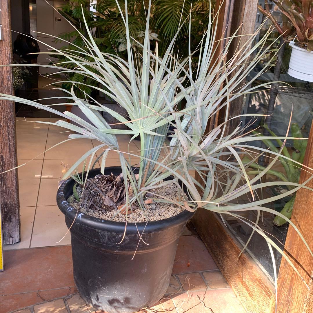 専用　ナンノロプス　リチアナシルバー